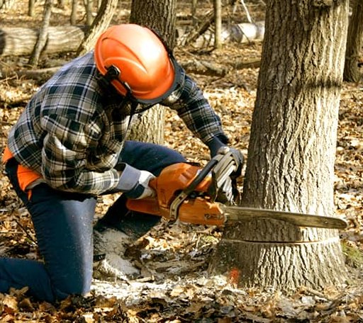 Tree Removal in De Pere, WI